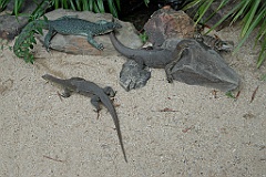 0111 Cairns Tropical Zoo